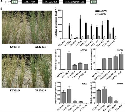 Co-overexpression of the Constitutively Active Form of OsbZIP46 and ABA-Activated Protein Kinase SAPK6 Improves Drought and Temperature Stress Resistance in Rice